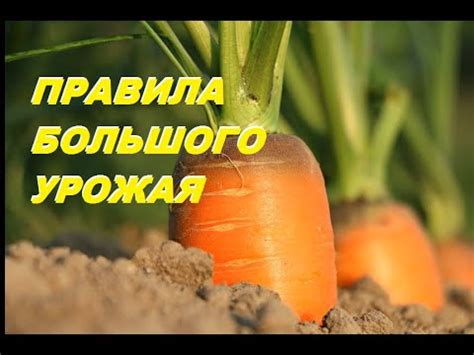 Правила подготовки моркови перед перемолом