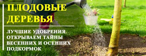 Правила подготовки почвы к осеннему внесению удобрений