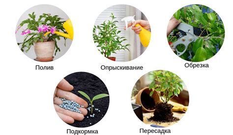 Правила полива и ухода за цветами сухостой