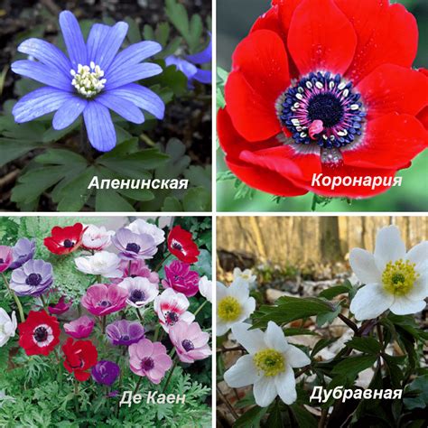 Правила посадки анемоны корончатой