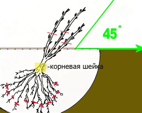 Правила посадки декоративных кустарников осенью