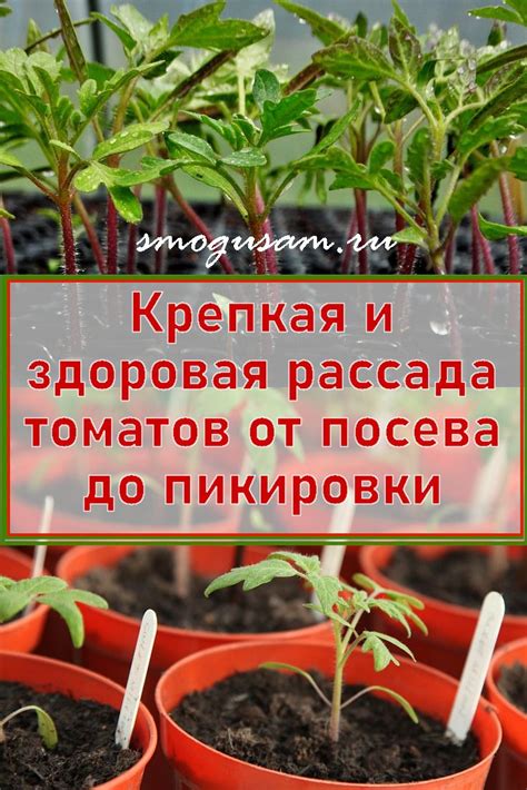 Правила посева рассады помидоров