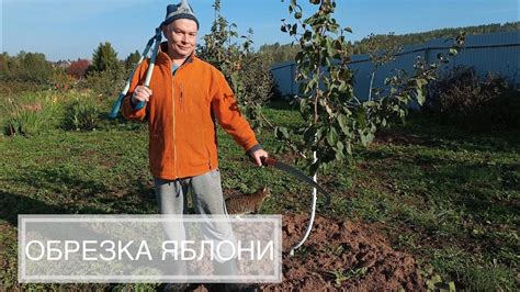 Правила послеобрезочного ухода за молодыми деревьями в осенний период