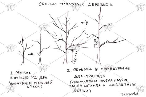 Правила правильной обрезки молодых яблоней