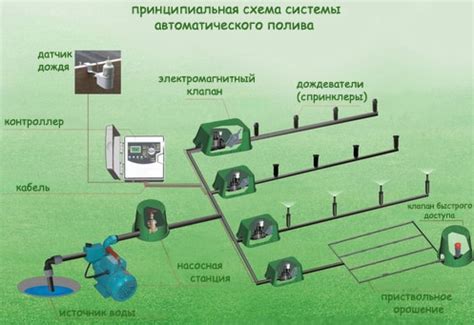 Правила применения газированной воды для полива растений