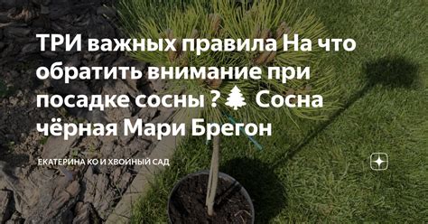 Правила сажания сосны