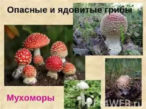 Правила сбора и хранения грибов
