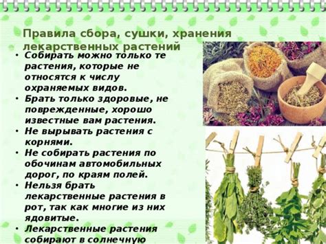 Правила сбора пажитника