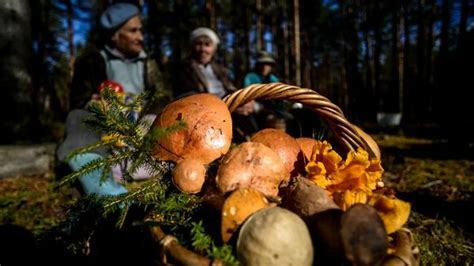 Правила сбора чернушек в Подмосковье