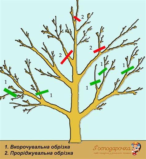 Правильная обрезка и формирование