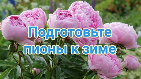 Правильная подготовка к срезке пионов