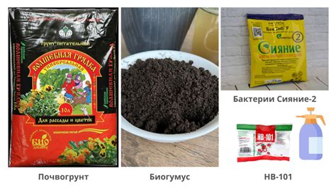 Правильная подготовка почвы для рассады дурмана
