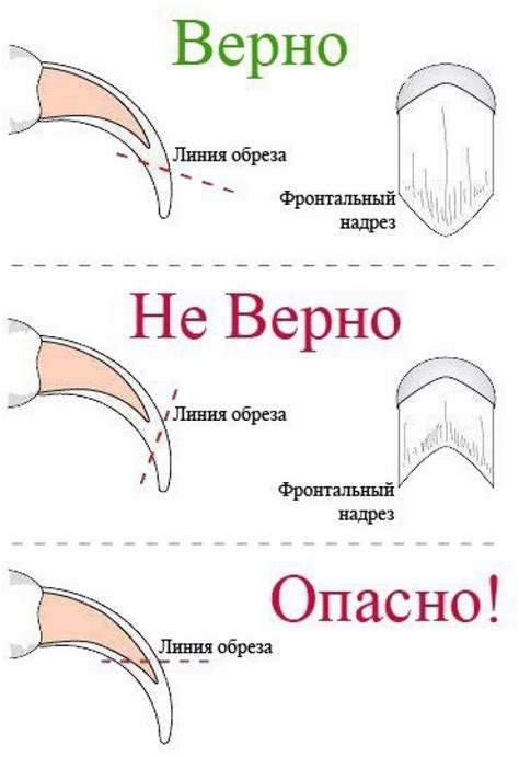 Правильная процедура стрижки когтей