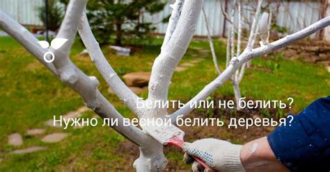Правильная техника беления деревьев на зиму