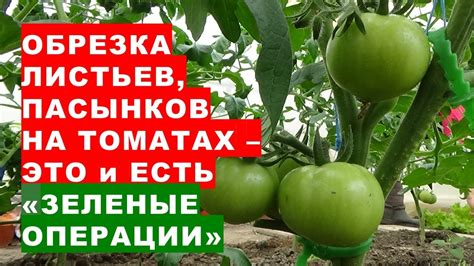 Правильная техника обрыва листьев на помидорах
