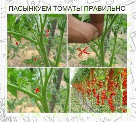 Правильная техника пасынкования помидоров в теплице
