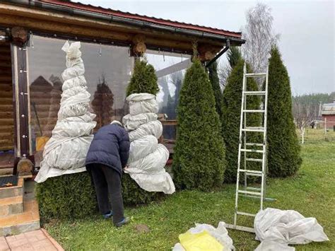 Правильное время для укрытия можжевельника