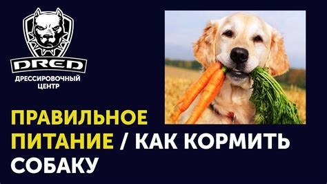 Правильное питание для здоровья собаки