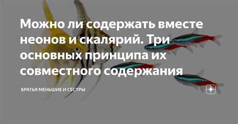Правильное питание скалярий и неонов