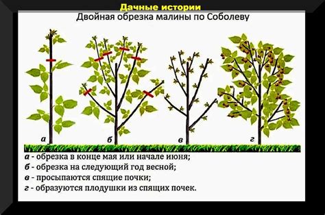 Правильное подготовление и посадка ветки