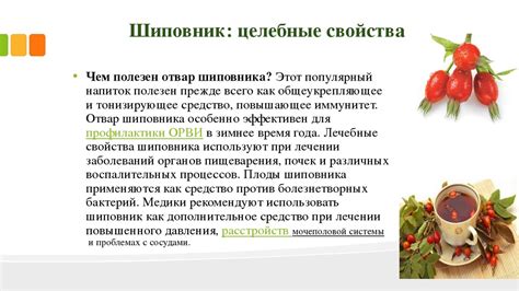 Правильное приготовление отвара шиповника для собаки