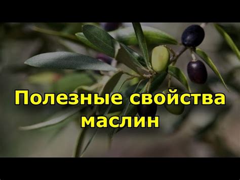 Правильное употребление маслин