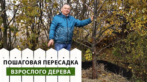 Правильный способ пересадки кленов на участке