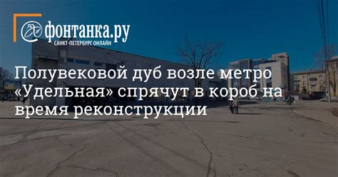 Практические рекомендации по уходу за дубом во время листопада