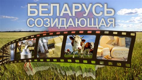 Практические советы по ввозу сыра в Беларусь