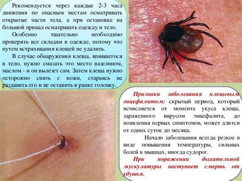 Практические советы по предотвращению появления клещей маслом