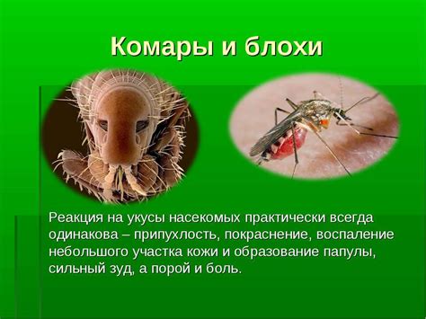 Превентивные меры и профилактика укусов