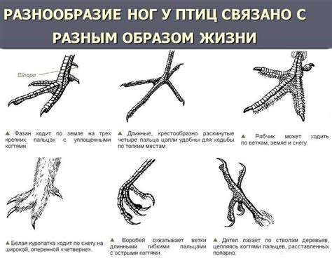 Предупреждение возникновения проблем с ногами у птиц