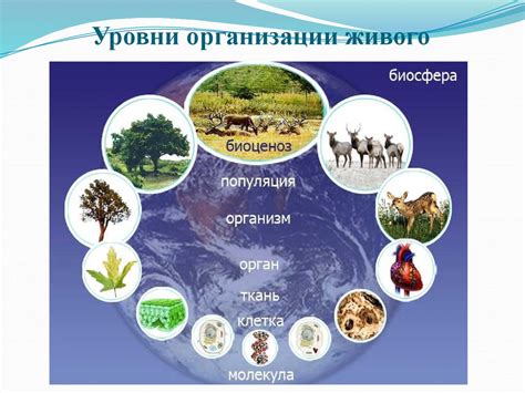 Прежний мир без организмов