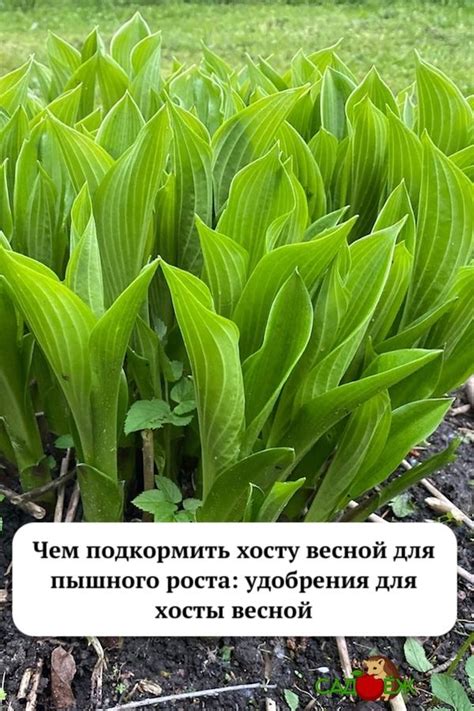 Преимущества деления хосты весной