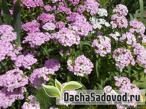 Преимущества обрезания турецкой гвоздики осенью