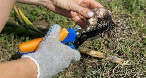 Преимущества обрезки зимнего чеснока