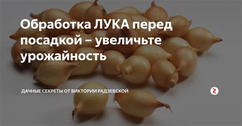 Преимущества обрезки лука перед посадкой