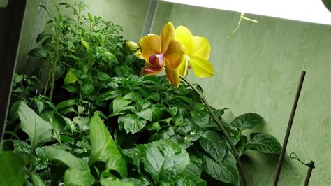 Преимущества опыления перца на подоконнике