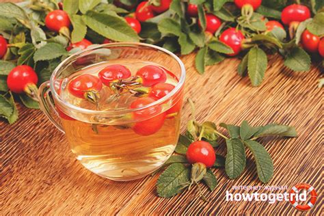 Преимущества отвара шиповника для здоровья собаки