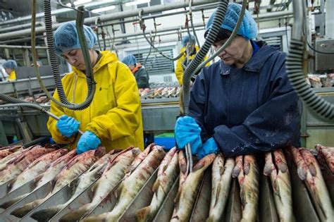 Преимущества переработки рыбы в рыбацкой деревне