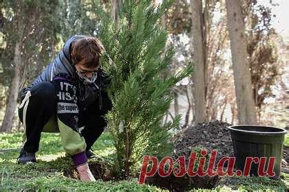 Преимущества посадки деревьев в сентябре