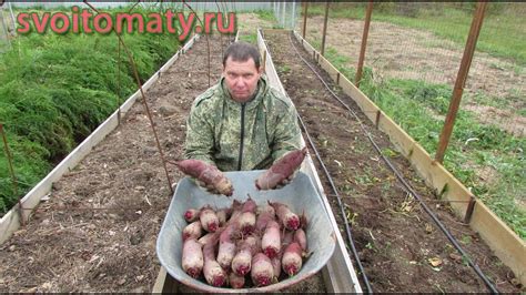 Преимущества посадки свеклы весной
