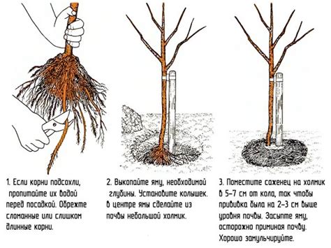 Преимущества посадки фундука весной