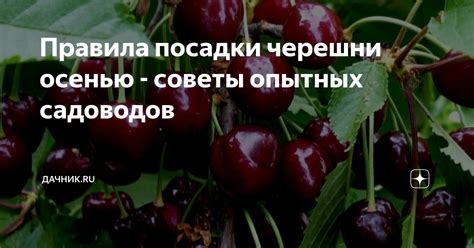Преимущества посадки черешни осенью