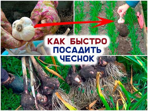 Преимущества посадки чеснока осенью