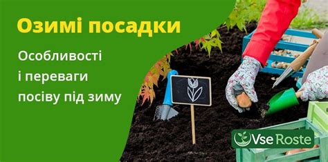 Преимущества посева садового агератума под зиму