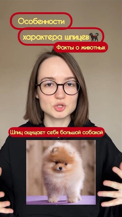 Преимущества расчесывания шпица каждый день