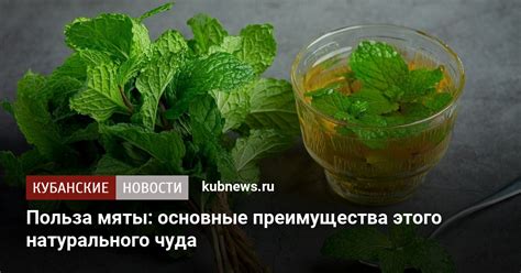 Преимущества сохранения мяты