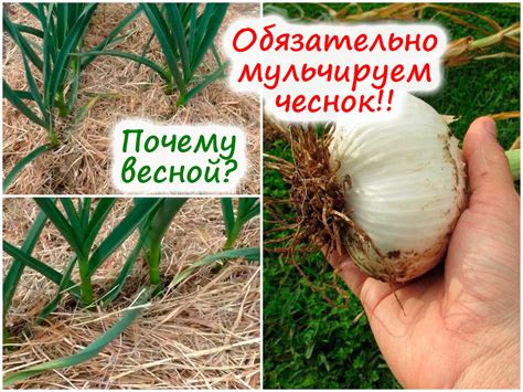 Преимущества спанбонда для озимого чеснока