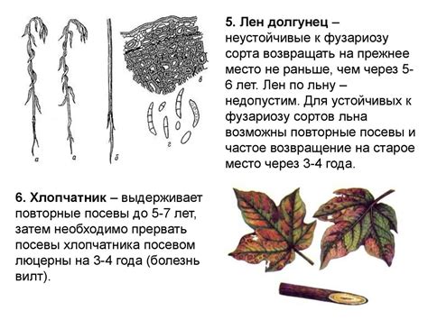 Преимущества трехпольного севооборота